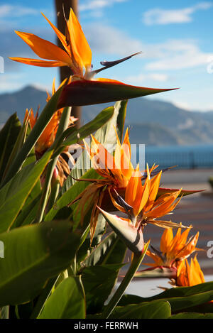 Oiseau du Paradis des fleurs à Nerja sur la Costa del Sol en Espagne Banque D'Images