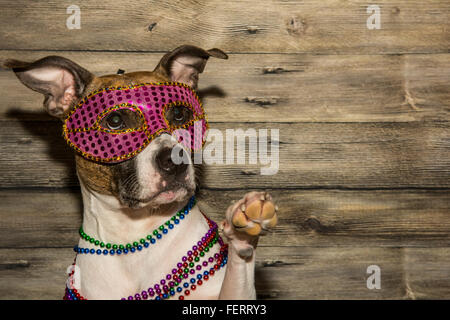 Mardi Gras chien Banque D'Images