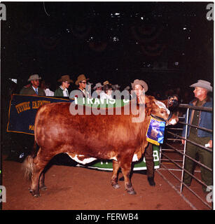 Livestock Show Austin, de l'élevage de bovins - Gagnants Banque D'Images