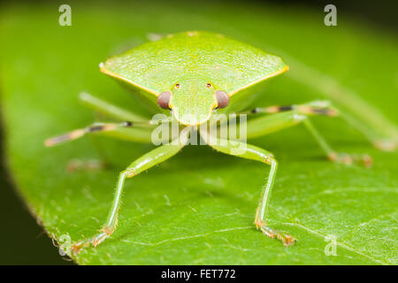 Une vue d'un Green Stink Bug (Chinavia hilaris) perché sur une feuille. Banque D'Images