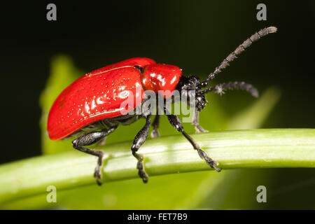 Une Lily Leaf Beetle (Lilioceris lilii) est perché sur une tige de la plante. Banque D'Images