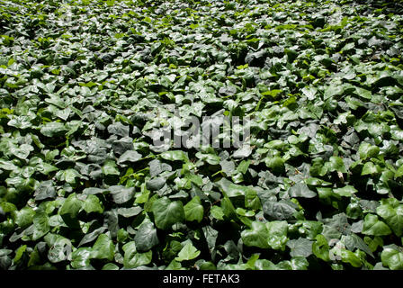 Ivy green carpet close up (Hedera helix) - vert nature background Banque D'Images