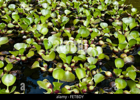 Les feuilles de la jacinthe d'eau dans un étang (Eichhornia crassipes) Banque D'Images