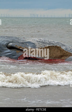 Le cachalot (Physeter macrocephalus) . Section d'un corps de 14 mètres de long, des animaux échoués, Hunstanton, North Norfolk, au Royaume-Uni. Banque D'Images