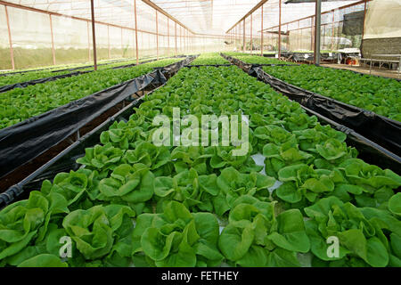 Laitues biologiques dans des plantes de serre cultivées pakchoi Banque D'Images