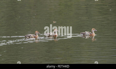 Sifflement de plumes de canards (Dendrocygna eytoni-), Hasties Swamp, Atherton, Queensland, Australie Banque D'Images