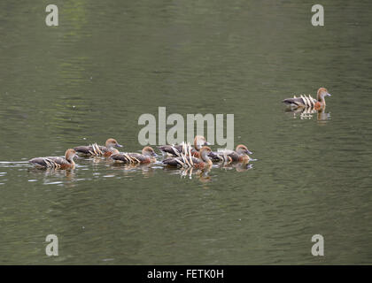 Sifflement de plumes de canards (Dendrocygna eytoni-), Hasties Swamp, Atherton, Far North Queensland, Queensland, Australie, FNQ Banque D'Images
