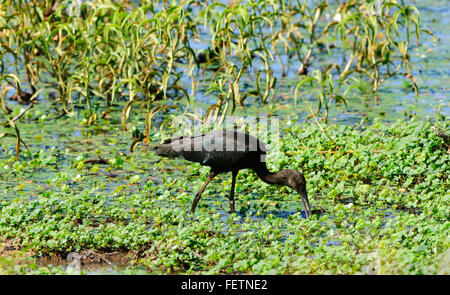 L'Ibis falcinelle (Plegadis falcinellus), Cumberland Cheminée, Gulf Savannah, Queensland, Australie Banque D'Images