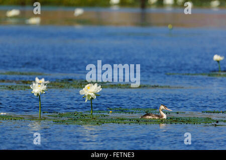 Grèbe huppé (Podiceps cristatus), Cumberland Cheminée, Gulf Savannah, Queensland, Australie Banque D'Images
