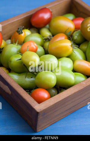 Lycopersicon esculentum.le mûrissement des tomates à la fin de l'été dans un bac en bois Banque D'Images