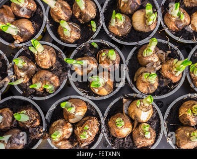 Jonquille jacinthes et prêts pour la plantation de bulbes dans le parterre. Banque D'Images