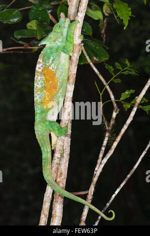 Parson's Calumma parsonii (CAMÉLÉON), Parc national Parc Mantadia- Andasibe, Madagascar Banque D'Images