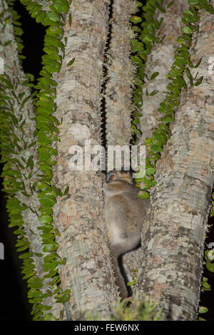 Brun-gris souris (Microcebus griseorufus Lemur) dans l'arbre pieuvre, Berenty réserve naturelle, Fort Dauphin, Madagascar Banque D'Images