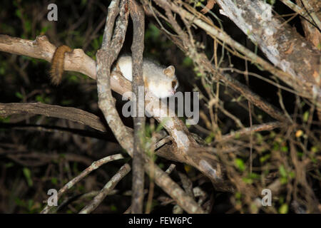 Gris-rougeâtre lémurien Microcebus griseorufus (Souris), la réserve naturelle de Berenty, Fort Dauphin, la province de Toliara, Madagascar Banque D'Images