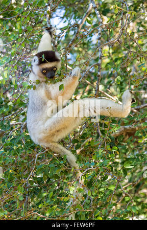 Le Propithèque de verreaux (Propithecus verreauxi) Berenty réserve naturelle, Fort Dauphin, la province de Toliara, Madagascar Banque D'Images