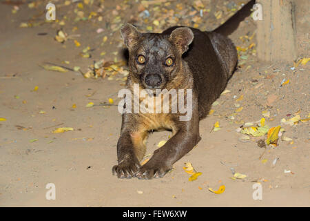 Fossa (Cryptoprocta ferox), forêt de Kirindy, Morondava, la province de Toliara, Madagascar Banque D'Images