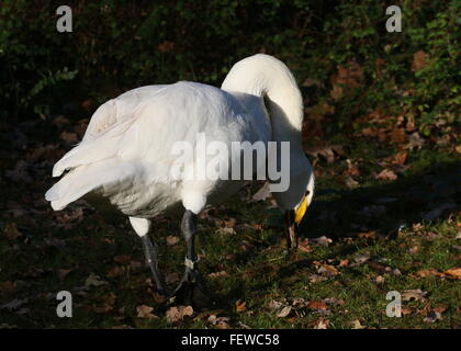 Le cygne de Bewick eurasien ( Cygnus bewickii, Cygnus columbianus bewickii) Banque D'Images