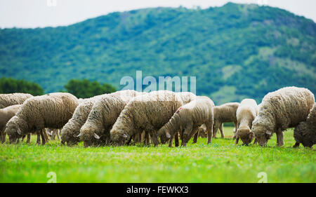 Troupeau de moutons paît sur un champ vert Banque D'Images