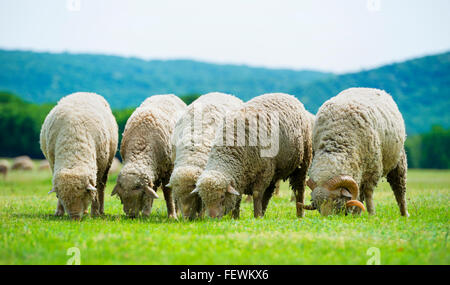 Troupeau de moutons paît sur un champ vert Banque D'Images