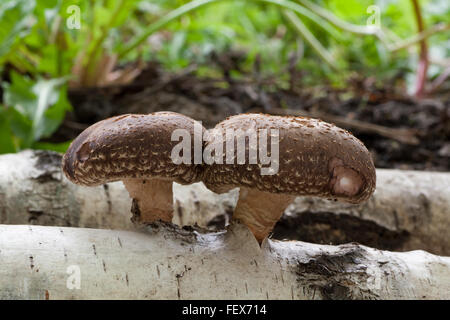 Champignons shiitake qui poussent sur le tronc de bouleau Banque D'Images