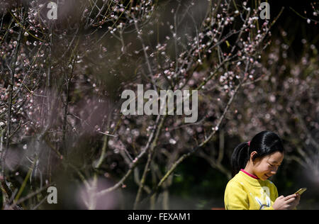 Shenzhen, la province chinoise du Guangdong. Feb 9, 2016. Une fille ressemble à son téléphone alors qu'elle fleurit à une vue plum plum garden à Shenzhen, province du Guangdong en Chine du sud, le 9 février 2016. © AAM Siqian/Xinhua/Alamy Live News Banque D'Images