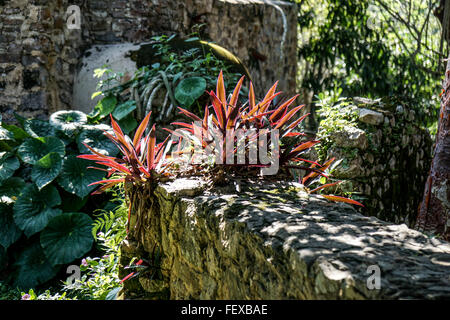 Mur de pierre avec de la mousse et les plantes qui poussent sur elle Banque D'Images