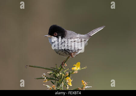 Chypre Warbler Sylvia melanothorax mâle adulte sur territoire Anarita Chypre Banque D'Images