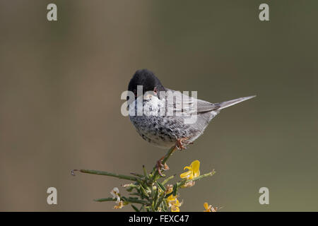 Chypre Warbler Sylvia melanothorax mâle adulte sur territoire Anarita Chypre Banque D'Images