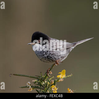 Chypre Warbler Sylvia melanothorax mâle adulte sur territoire Anarita Chypre Banque D'Images