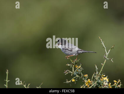 Chypre Warbler Sylvia melanothorax mâle adulte sur territoire Anarita Chypre Banque D'Images