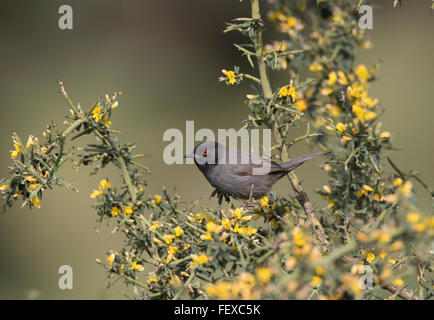 Fauvette sarde Melanistic Sylvia melanocephala mâles adultes Anarita Chypre Printemps, très rares et pas souvent photographié Banque D'Images