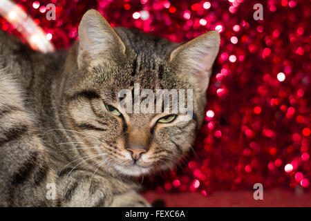 Chaton avec Noël Noël décoration lumière rouge Banque D'Images