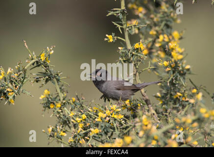 Fauvette sarde Melanistic Sylvia melanocephala mâles adultes Anarita Chypre Printemps, très rares et pas souvent photographié Banque D'Images