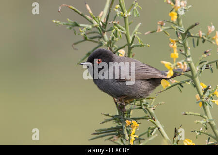 Fauvette sarde Melanistic Sylvia melanocephala mâles adultes Anarita Chypre Printemps, très rares et pas souvent photographié Banque D'Images