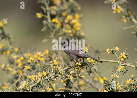 Fauvette sarde Melanistic Sylvia melanocephala mâles adultes Anarita Chypre Printemps, très rares et pas souvent photographié Banque D'Images