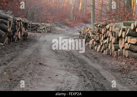 Pile de bois de sciage par Forest Road Banque D'Images