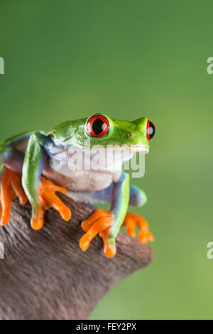 Red-Eyed tree frog : agalychnis callidryas Banque D'Images