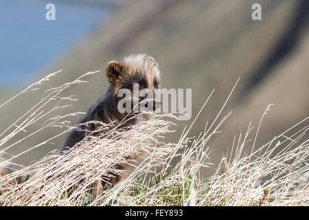 Le renard arctique bleu commandants assis dans l'herbe un jour d'été le vent Banque D'Images