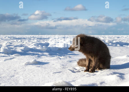 Le renard arctique bleu commandants assis sur le rivage d'une mer gelée sur une journée ensoleillée Banque D'Images