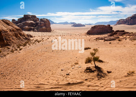 Petite plante dans le désert de Wadi Rum, Jordanie réservation. Banque D'Images