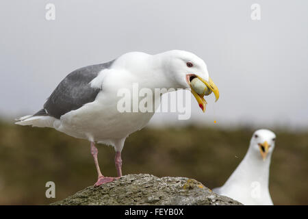 Goéland à ailes grises qui se nourrit d'aigrettes d'oeufs Banque D'Images