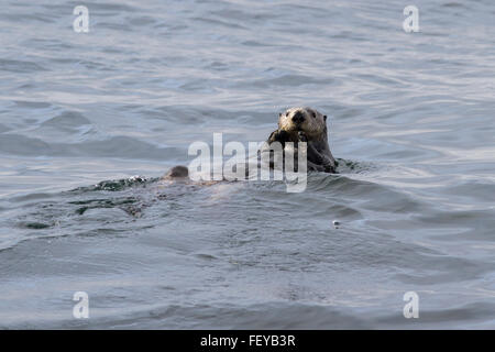 Loutre de mer flottant sur son dos dans l'eau avec leurs pieds Banque D'Images