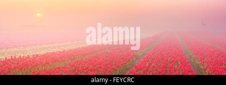 Tulipes colorées aux Pays-Bas, photographié au lever du soleil sur un beau matin brumeux. Banque D'Images