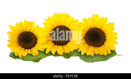 Trois tournesols isolé sur fond blanc Banque D'Images