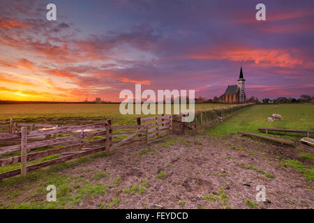 L'église de Den Hoorn, sur l'île de Texel aux Pays-Bas au lever du soleil. Un champ avec des moutons et agneaux peu à l'avant. Banque D'Images