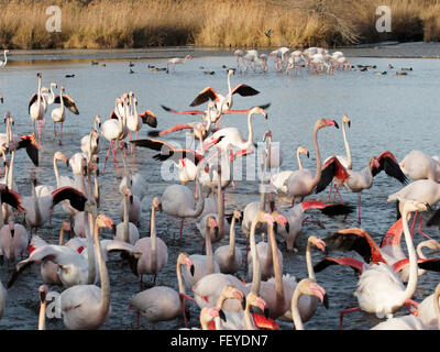 Flamants Roses dans le parc de Pont de Gau, Ornithologic, des Saintes-Maries-de-la-Mer, Camargue, France Banque D'Images