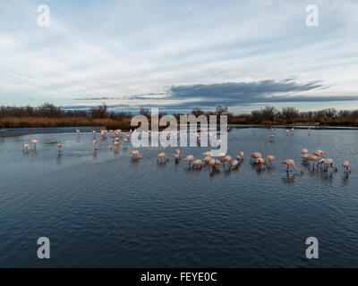 Flamants Roses dans le parc de Pont de Gau, Ornithologic, des Saintes-Maries-de-la-Mer, Camargue, France Banque D'Images