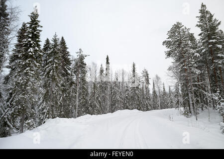 Rovaniemi, Laponie, Finlande. 07Th Feb 2016. Une forêt couverte de neige à Rovaniemi, Laponie, Finlande, 07 février 2016. Rovaniemi, la capitale de la Laponie, est situé juste au sud du cercle arctique. Photo : PETER ENDIG/DPA - PAS DE FIL - SERVICE/dpa/Alamy Live News Banque D'Images