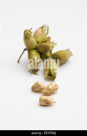 Corylus avellanaa. Cobnuts fraîche sur un fond blanc, Banque D'Images