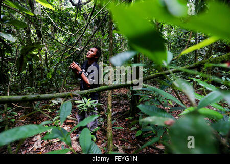 Un gardien de la faune orang-outan moniteurs près de la rivière Kinabatangan à Sabah, Bornéo Malaisien. Re. World Land Trust. Photo Banque D'Images